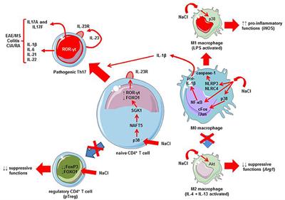 Could Sodium Chloride be an Environmental Trigger for Immune-Mediated Diseases? An Overview of the Experimental and Clinical Evidence